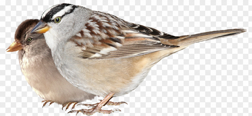 Bird House Sparrow Finches Wing PNG