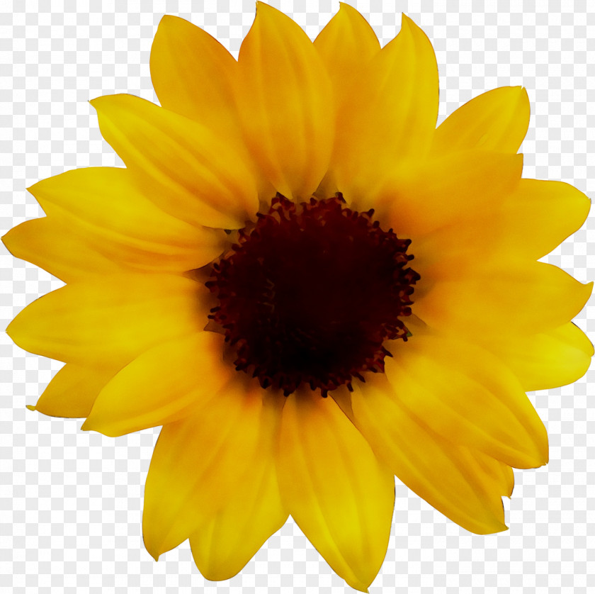 Clip Art Common Sunflower Image Beistle S50276AZ4 4 Piece Fans PNG