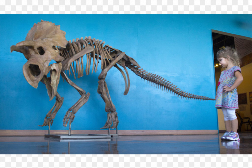 Dinosaur Dinosaurs: The Textbook Velociraptor Triceratops Tyrannosaurus Avaceratops PNG