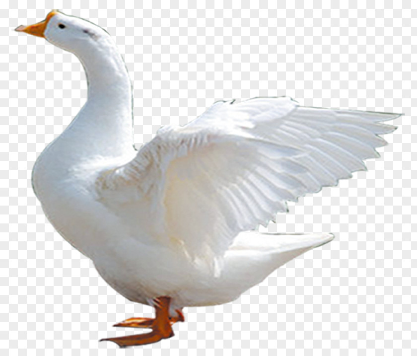 Goose Duck Chinese Cygnini Domestic PNG