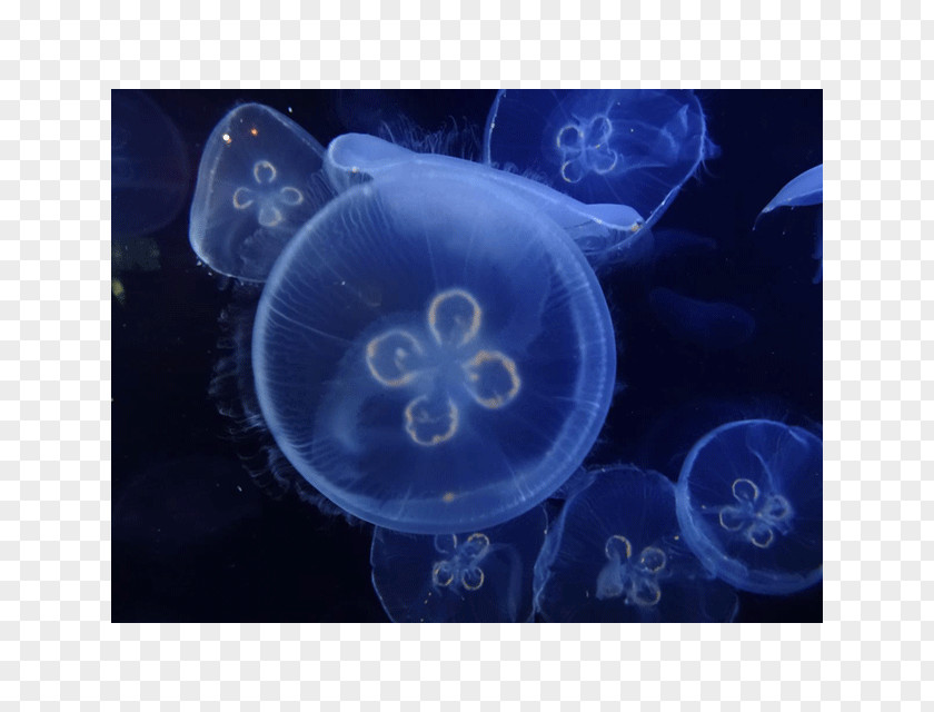 Morality Jellyfish Marine Biology Cnidaria PNG