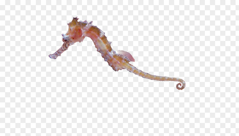 Seahorses Seahorse Animal Listverse Sydney .com PNG