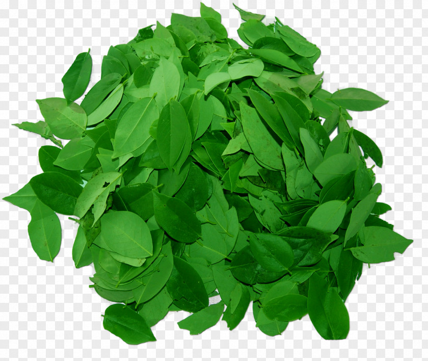 Annual Plant Basil Green Leaf Background PNG