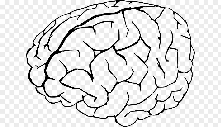 Coloring Book Human Brain Drawing Child PNG