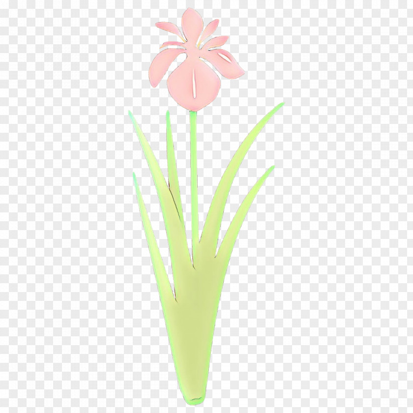 Flower Plant Petal Cut Flowers Pedicel PNG