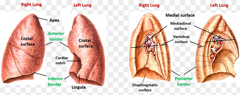 Heart Muscle Lingula Of Left Lung Surface Anatomy PNG