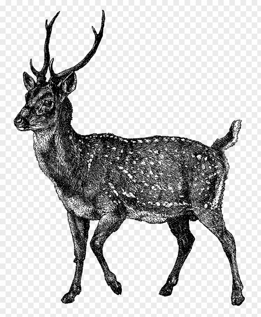 Japanese Style Illustration Reindeer Elk Musk Deer Horn PNG