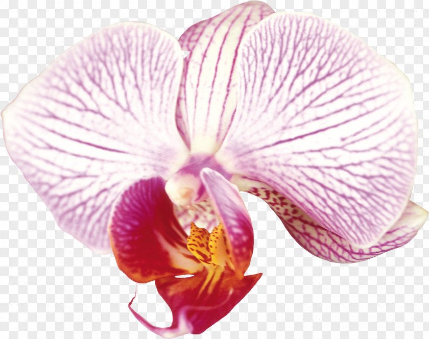 Orchid Flower Moth Orchids Cattleya Clip Art PNG
