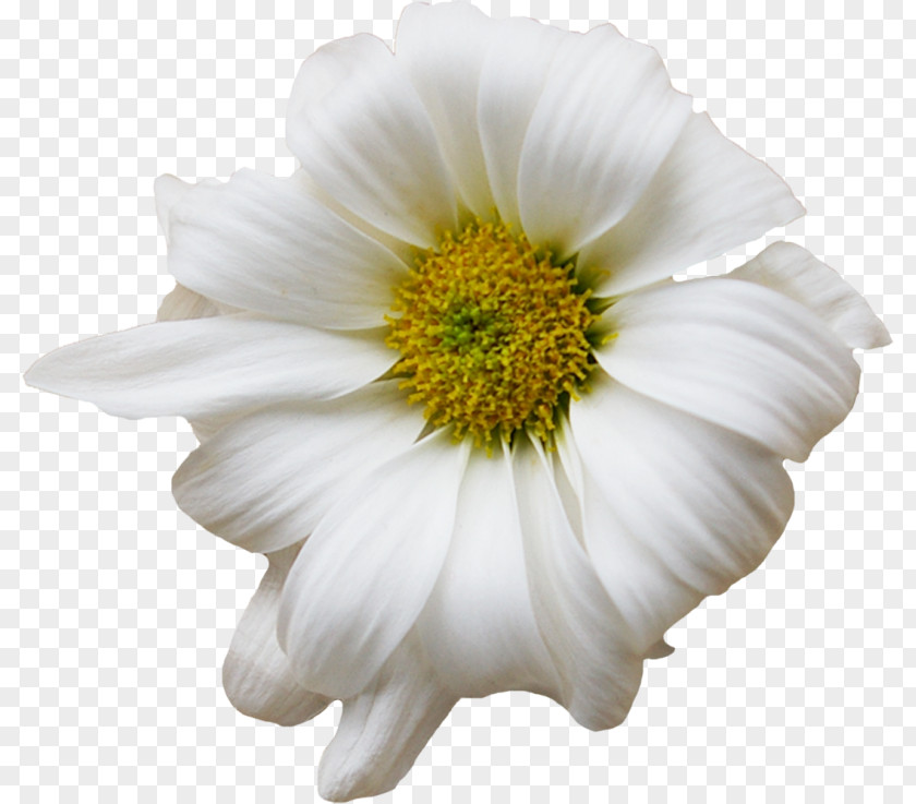 Flower Chamomile Floral Design Common Daisy Chrysanthemum PNG