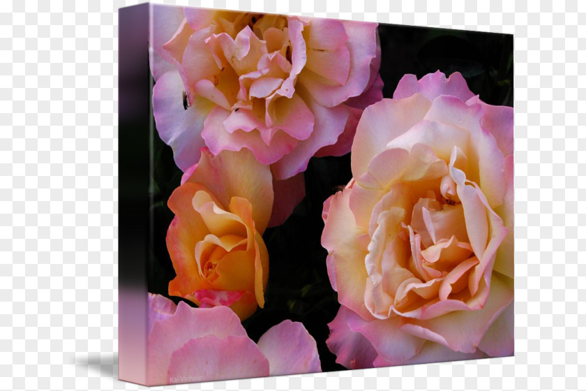 Peach Rosette Garden Roses Cabbage Rose Floribunda Floral Design Flower PNG