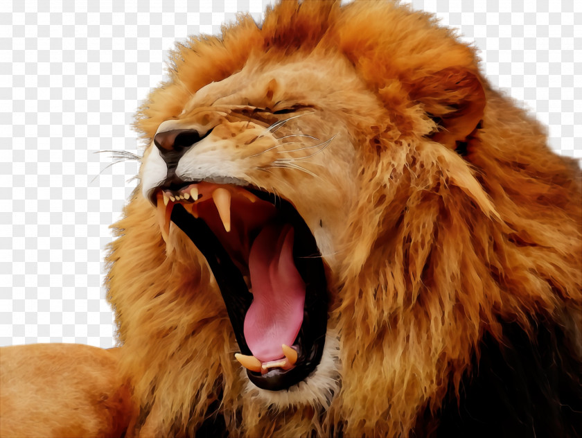 Snout Big Cats Lion Roar Masai Facial Expression Wildlife PNG