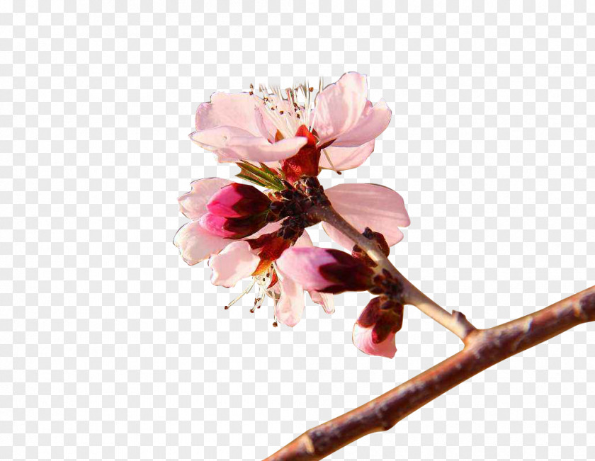 Apricot Spring Flower PNG