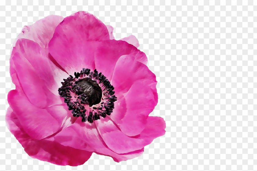 Artificial Flower PNG