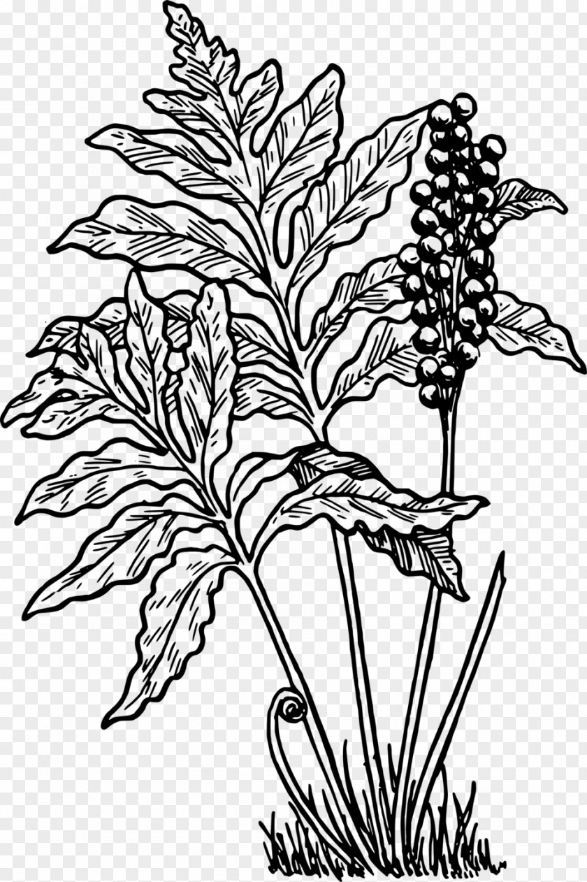 Cassava Fern Frond Leaf Woodwardia Fimbriata Clip Art PNG