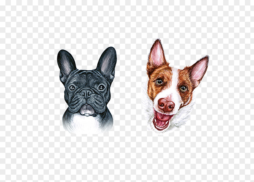 Cute Dog Mouth Boston Terrier French Bulldog Breed PNG