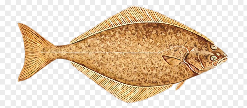 Fish Flatfish Sole Flounder PNG