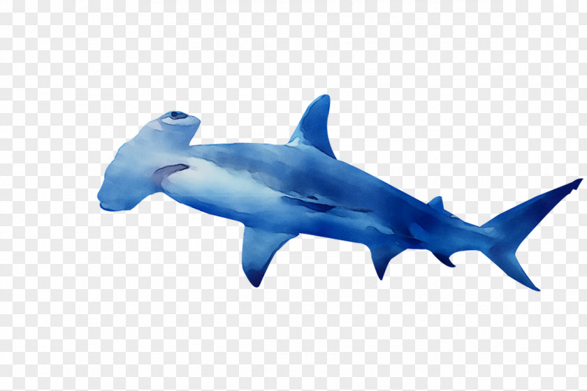 Requiem Sharks Scalloped Hammerhead Great White Shark Smalleye PNG