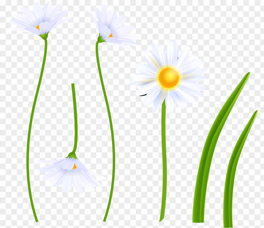 Wildflowers Flora Wildflower Petal Photography Clip Art PNG