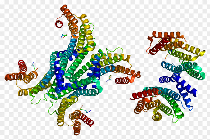 YWHAG 14-3-3 Protein Cell EPB41L3 PNG
