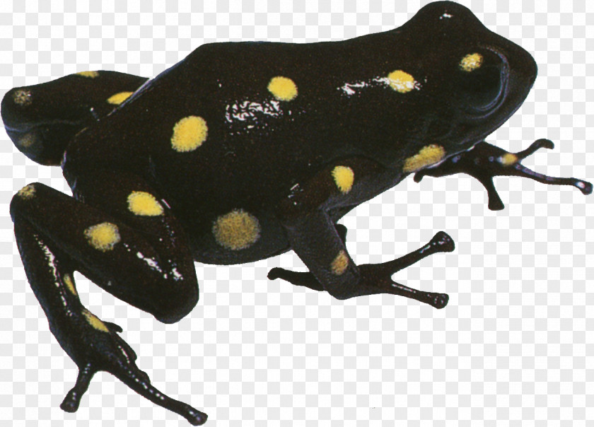 Black Yellow Dot Frog True Toad Tree PNG
