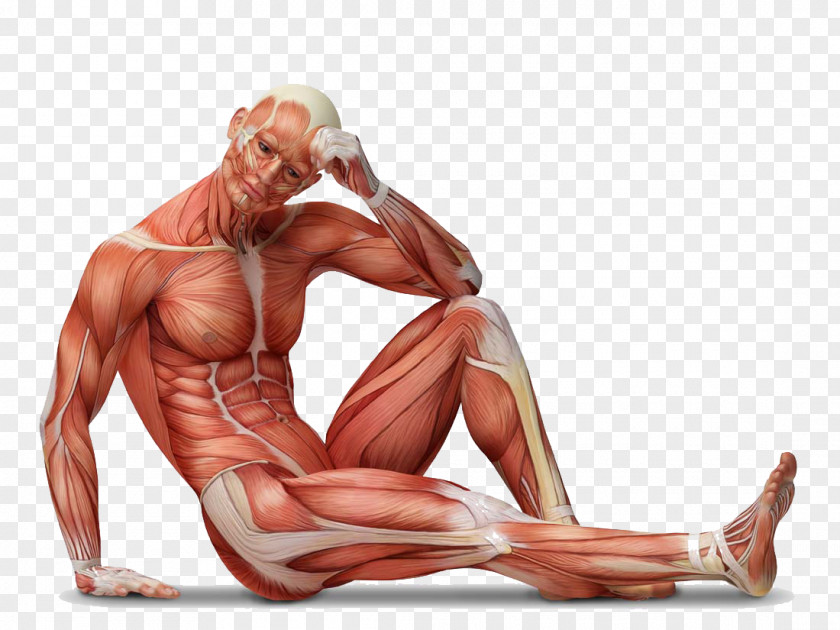 Human Anatomy Muscle Tissue Body Muscular System PNG