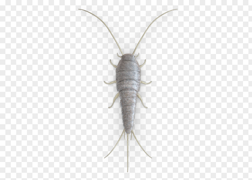 Insect Pest Control Moth Silverfish PNG