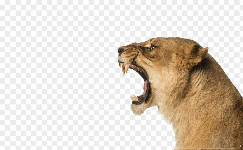 Lions Physical Map Pattern Lion Stock Photography Roar Wallpaper PNG