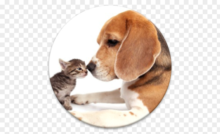 Puppy Beagle Harrier Cat Dog Breed PNG