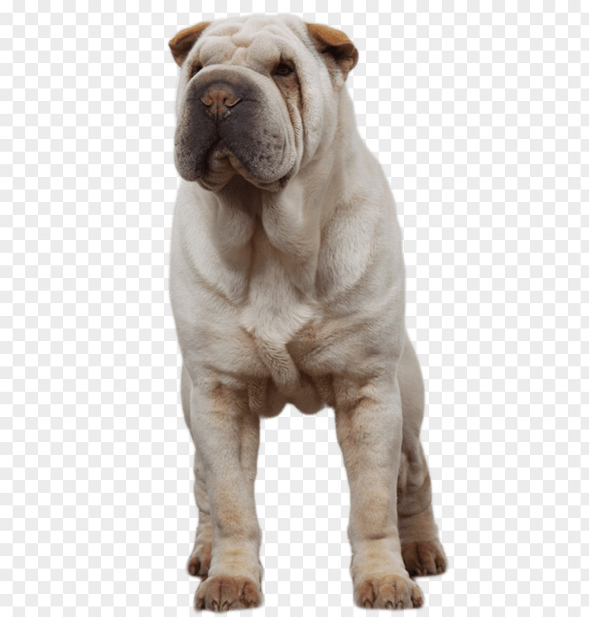 Shar Pei Toy Bulldog Ori-Pei Dog Breed PNG