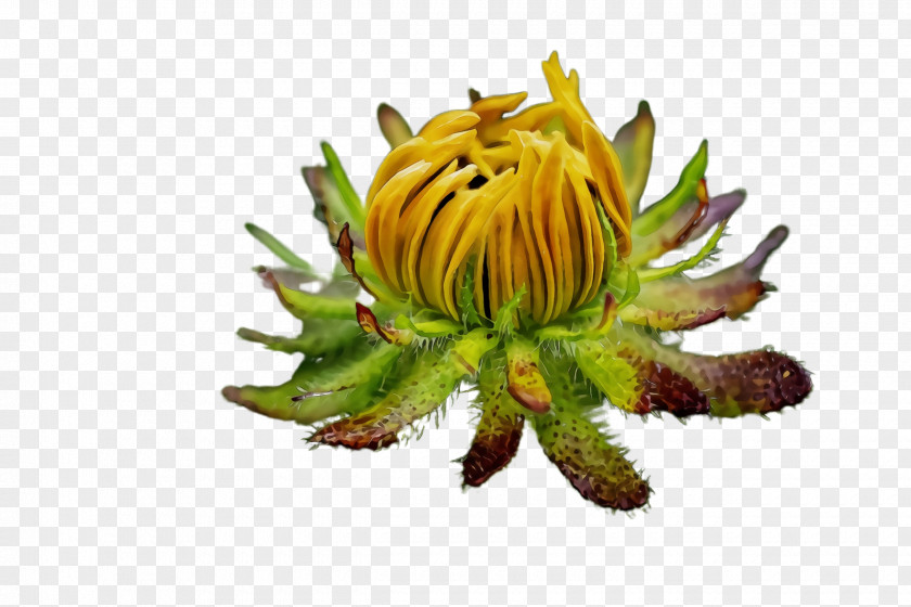 Wildflower Sunflower PNG