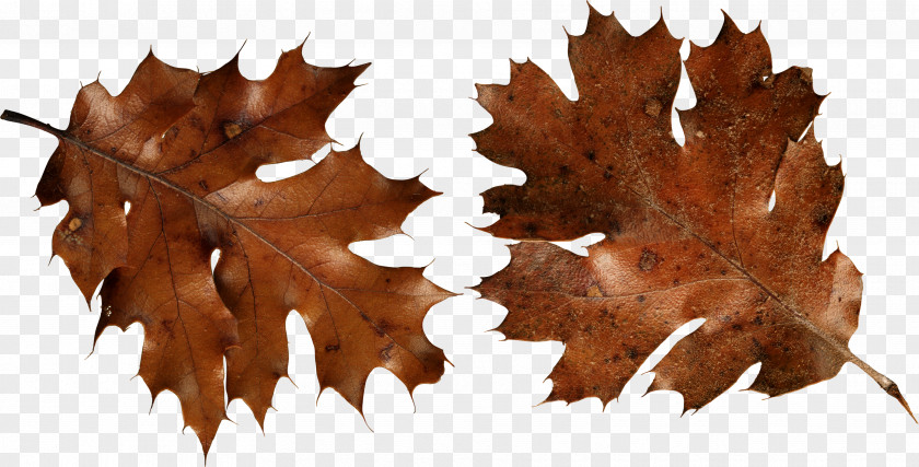 Autumn Leaf Color Brown Clip Art PNG