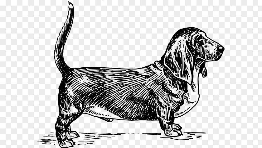 Basset Hound Beagle Greyhound Serbian Bull Terrier PNG