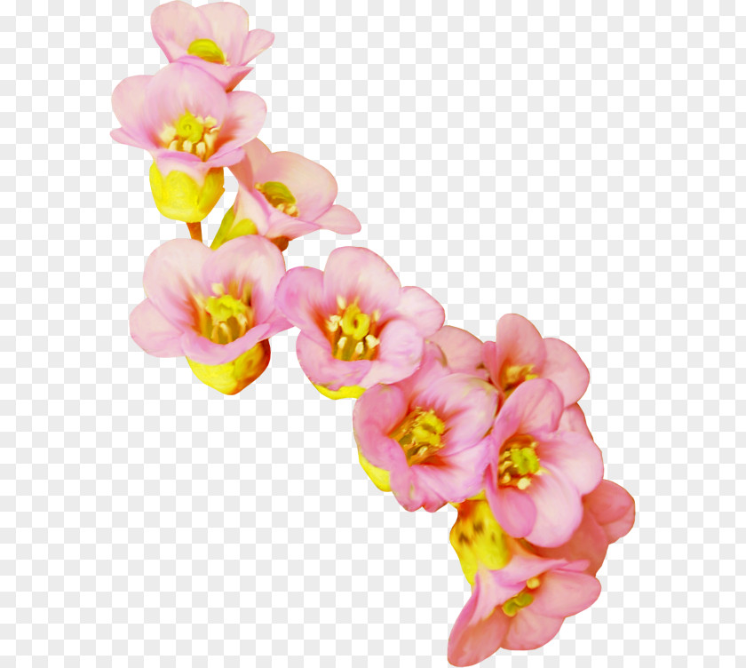 Flower Cut Flowers Clip Art PNG