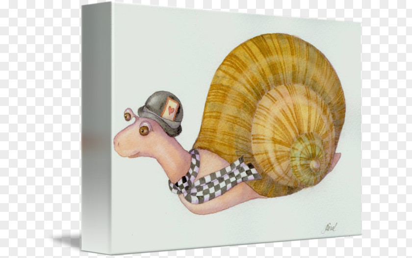 Snail Nautiluses Seashell PNG