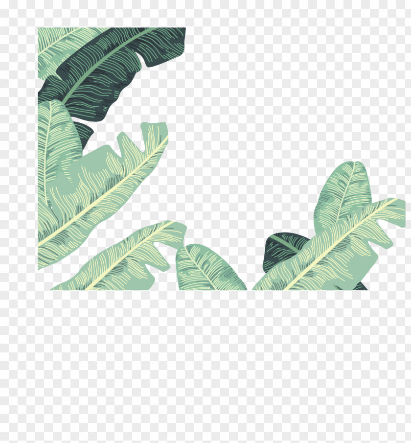 Vector Banana Leaves Decorative Borders Leaf Euclidean PNG