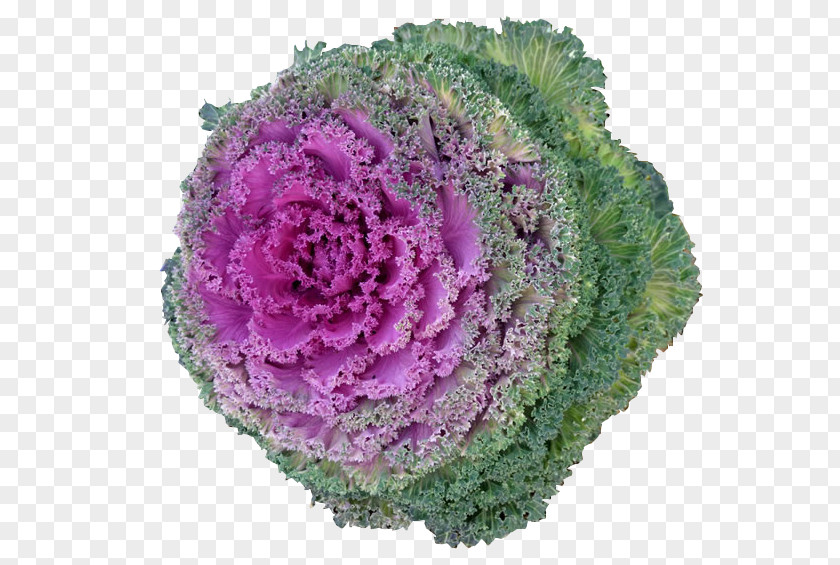 A High-definition Image Of Fresh Kale Cabbage Cauliflower Vegetarian Cuisine Vegetable PNG