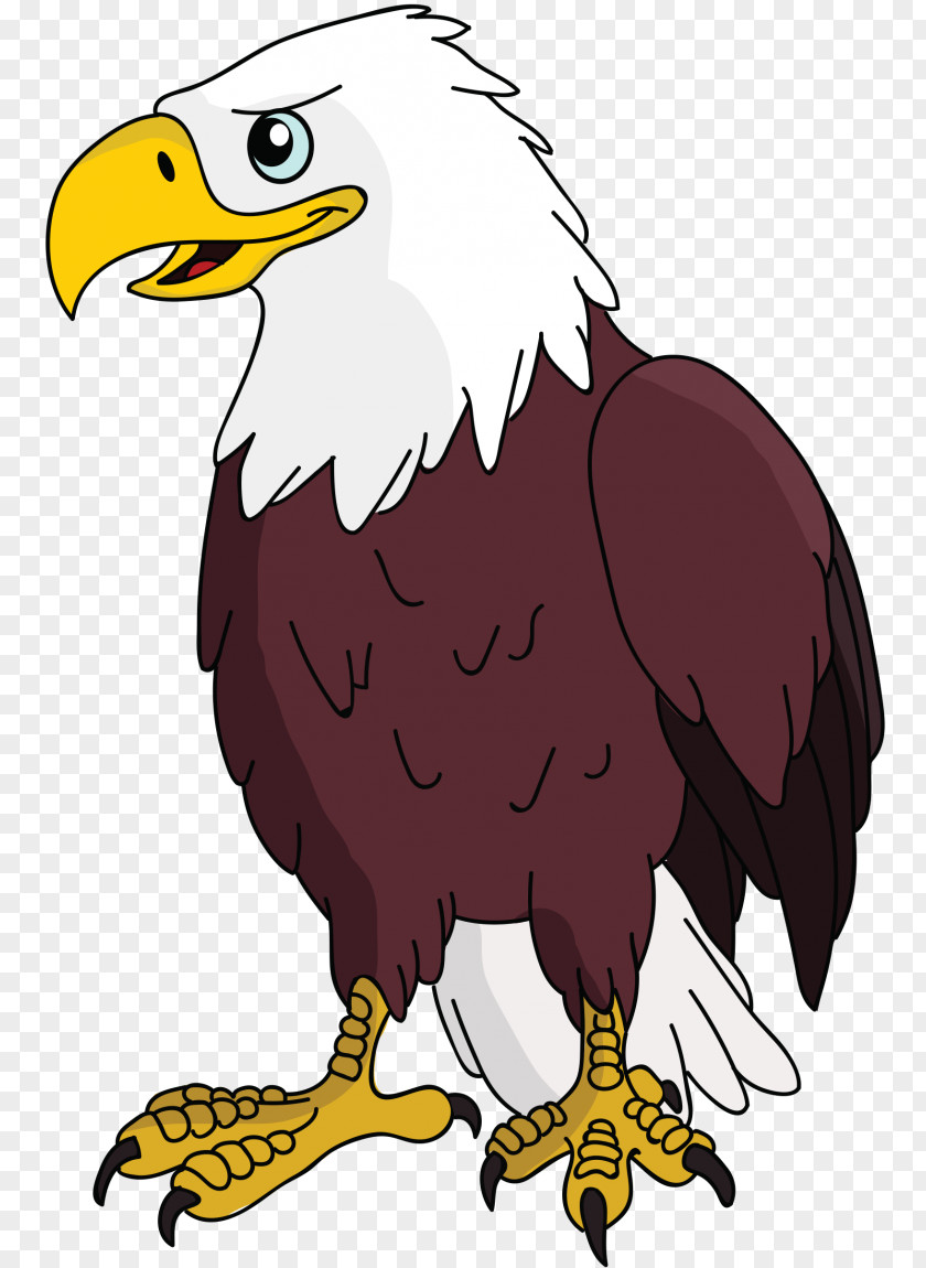 Bird Bald Eagle White-tailed Stock Photography PNG