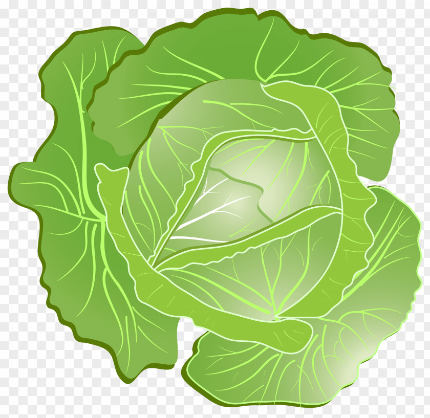 Cabbage Image Chinese Vegetable Clip Art PNG