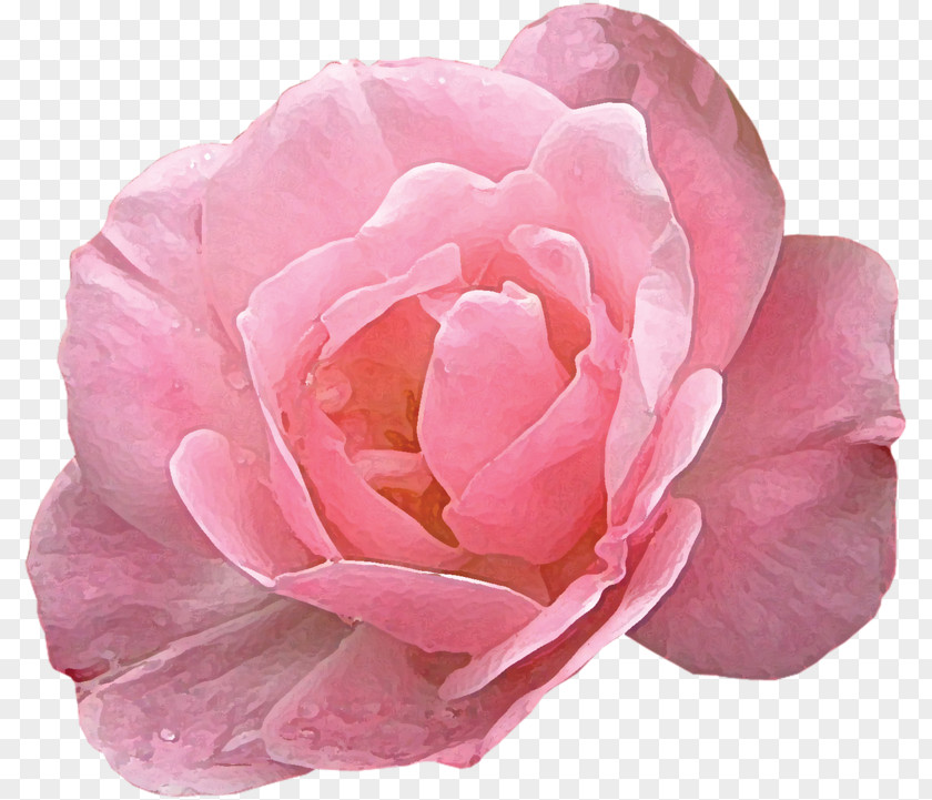 Flower Modern Roses Garden Pink Hybrid Tea Rose PNG