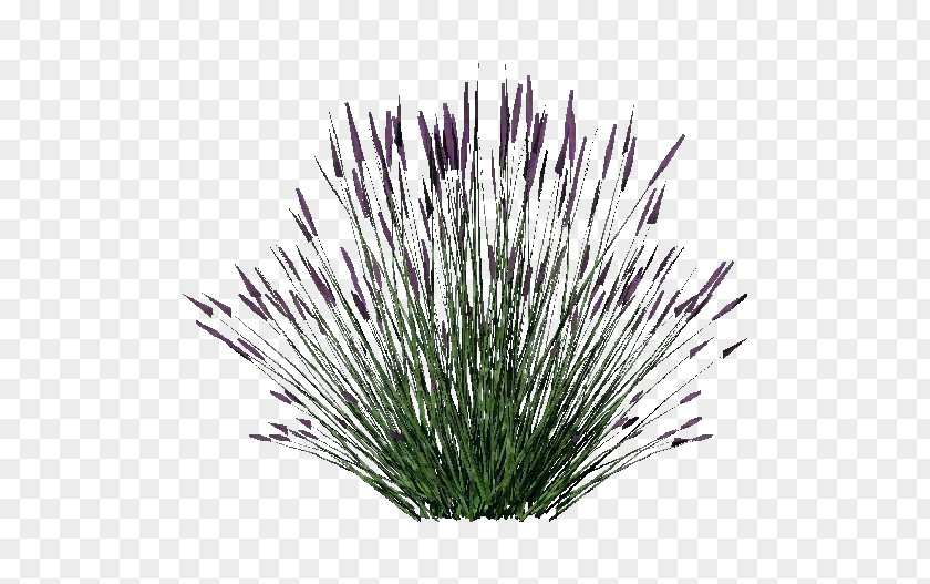 Lavender Shrub Plant .dwg PNG