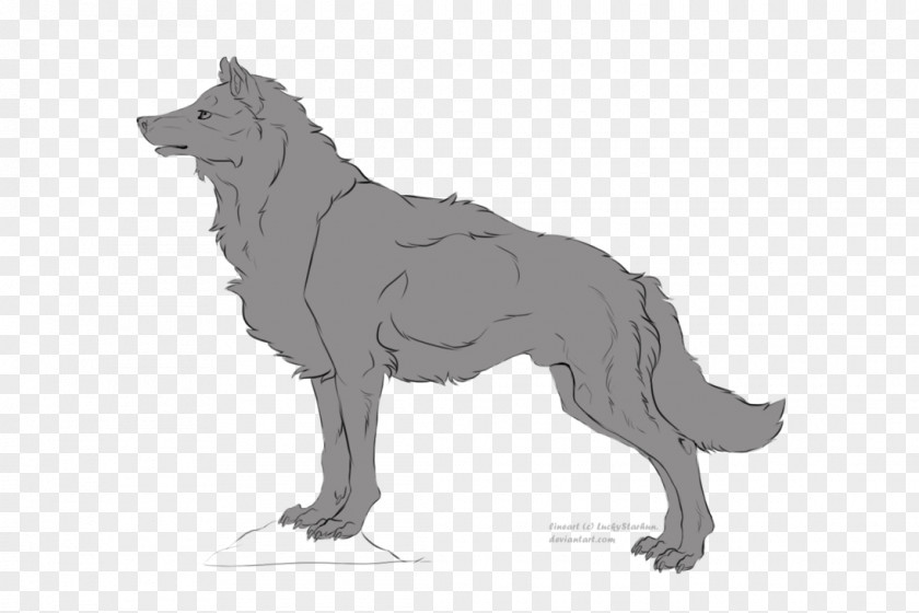 Line Art Drawing Tervuren Stock Photography PNG