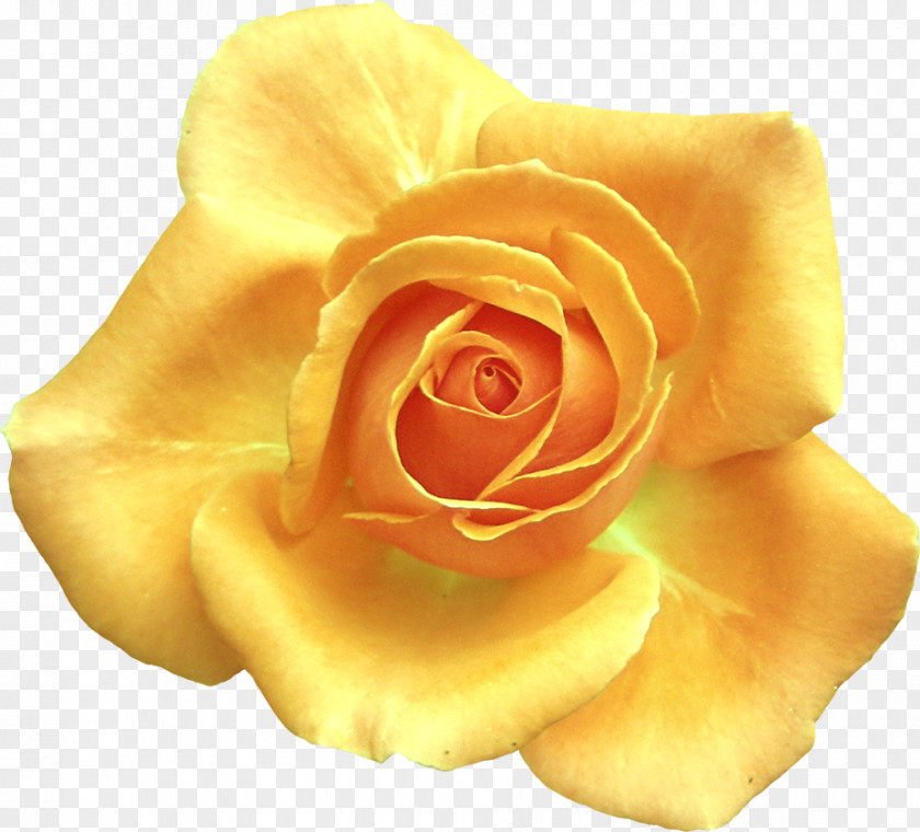 Rose Garden Roses Cut Flowers Flower PNG