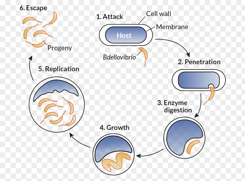 Science Bdellovibrio Bacteria Antibiotics Vampirococcus Infection PNG