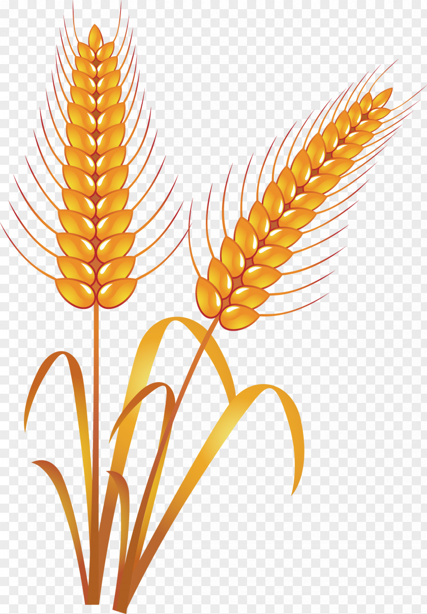Wheat Food Hand Painted PNG