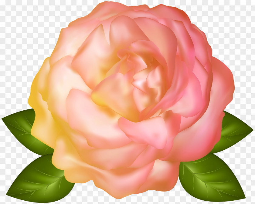 Beautiful Yellow Rose Transparent Image Garden Roses Flower Centifolia Floristry PNG