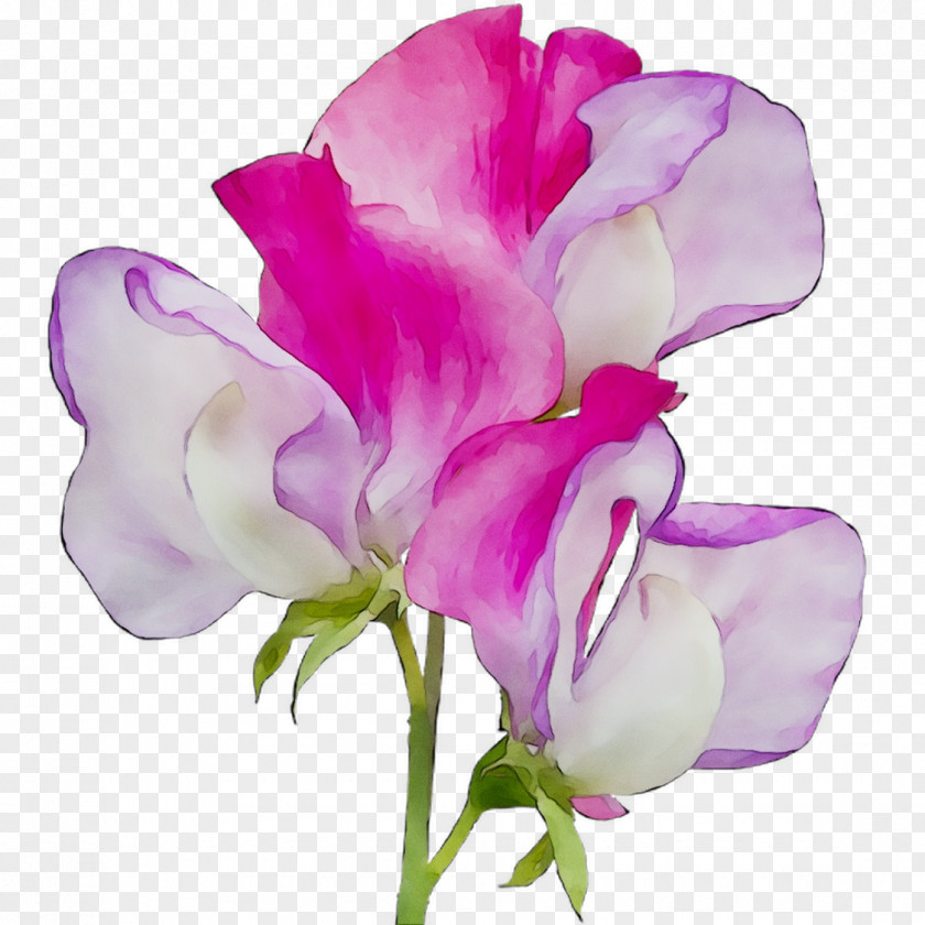 Broad-leaved Sweet Pea Cut Flowers Plant Stem Moth Orchids PNG