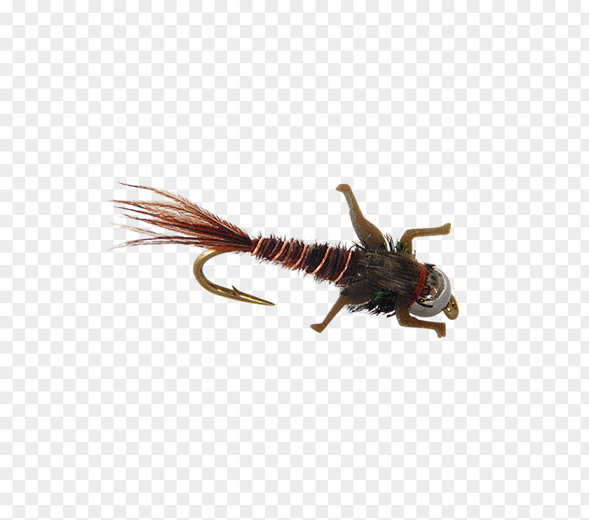 Insect PNG