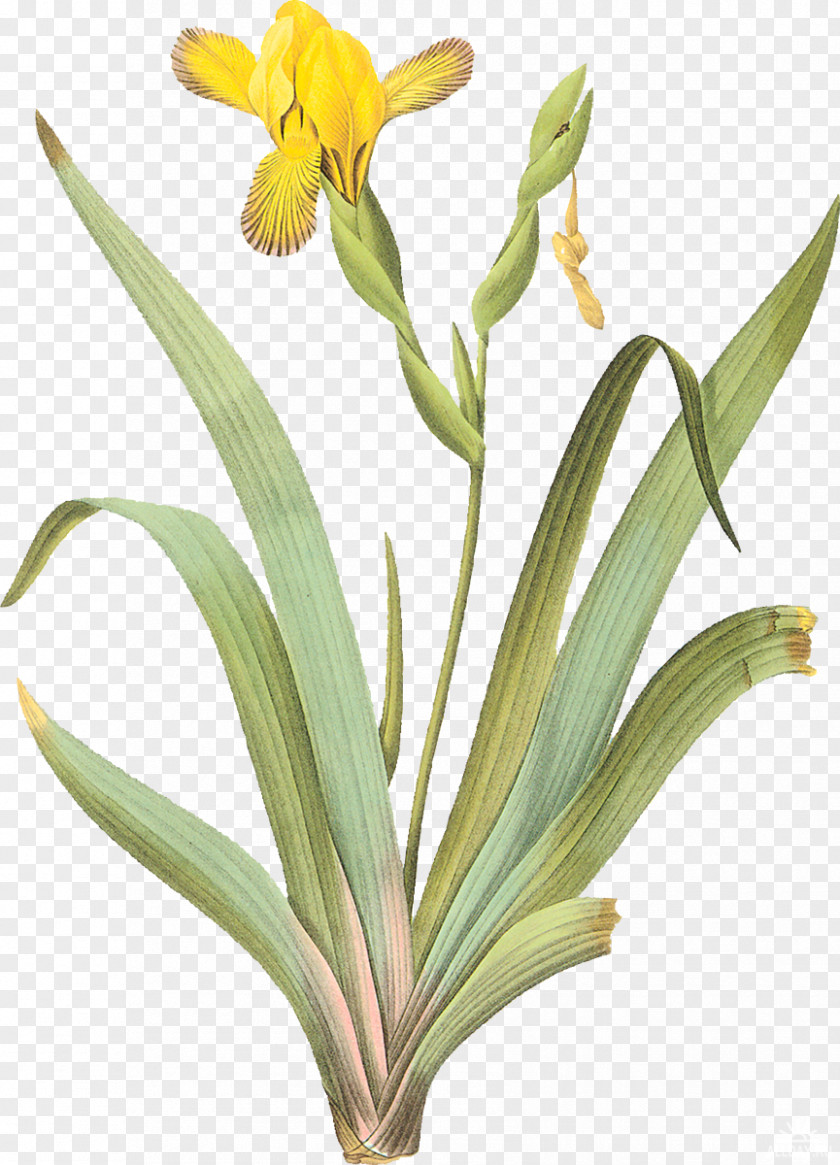 Mimosa Vector Iris Pseudacorus Pallida Tuberosa Variegation PNG