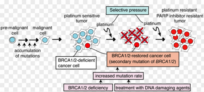 Cartoon Cancer Cell BRCA1 Cisplatin BRCA Mutation Therapy PNG