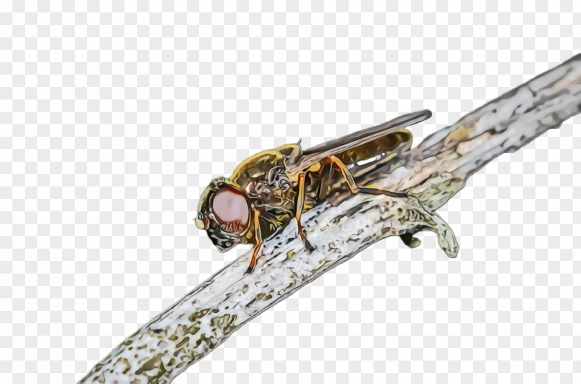 Fashion Accessory Insect PNG